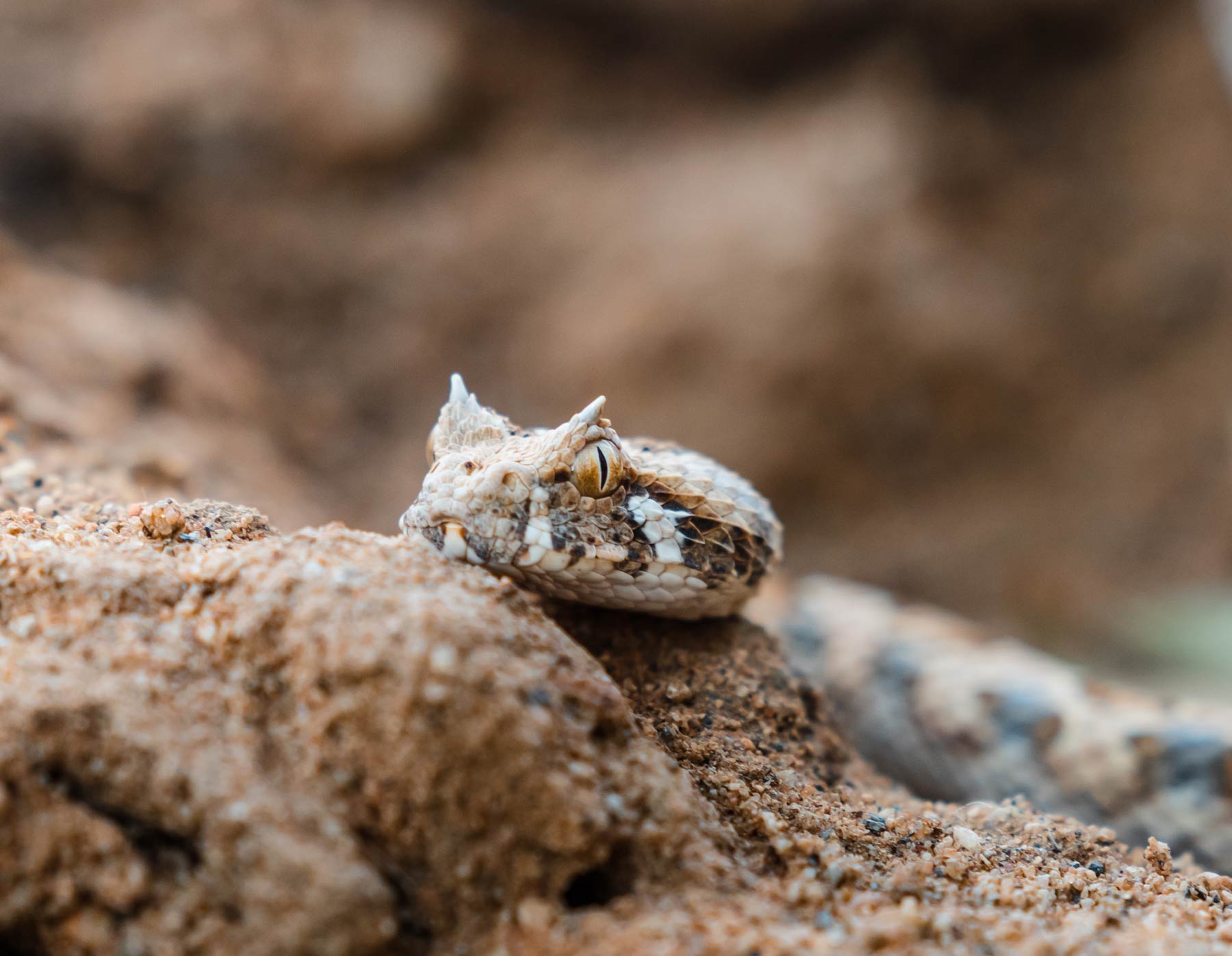 puff adder snake