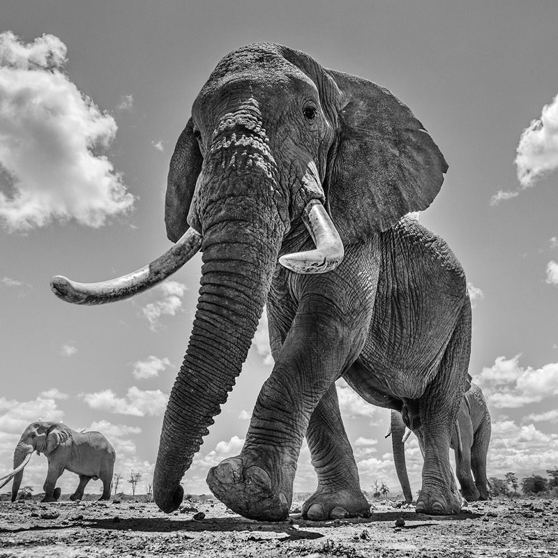 upward angle shot of elephant walking